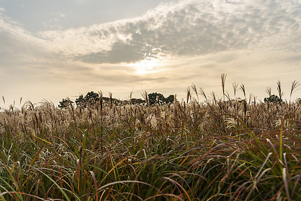 포토 JPG 주간 여행 낙엽 서울 갈대 풍경 사람없음 야외 가을풍경 일몰 가을 억새 국내여행 하늘공원 국내포토 자연요소 식물 계절 공원 잎 한국 노을 파일형식 가을_계절