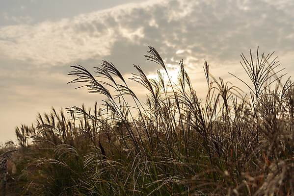 포토 JPG 주간 여행 낙엽 서울 갈대 풍경 사람없음 야외 가을풍경 일몰 가을 억새 국내여행 하늘공원 국내포토 자연요소 식물 계절 공원 잎 한국 노을 파일형식 가을_계절