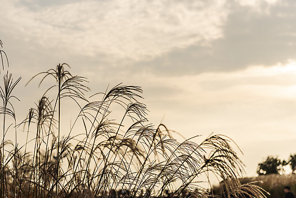 포토 JPG 주간 여행 낙엽 서울 갈대 풍경 사람없음 야외 가을풍경 일몰 가을 억새 국내여행 하늘공원 국내포토 자연요소 식물 계절 공원 잎 한국 노을 파일형식 가을_계절