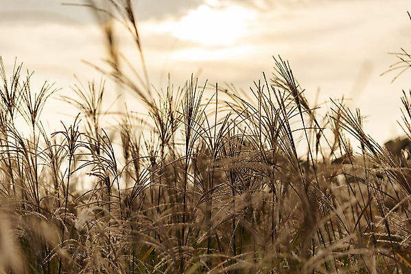 포토 JPG 주간 여행 낙엽 서울 갈대 풍경 사람없음 야외 가을풍경 일몰 가을 억새 국내여행 하늘공원 국내포토 자연요소 식물 계절 공원 잎 한국 노을 파일형식 가을_계절