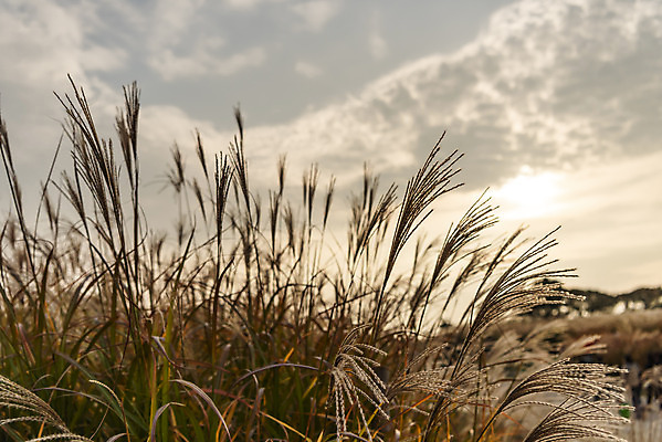 포토 JPG 주간 여행 낙엽 서울 갈대 풍경 사람없음 야외 가을풍경 일몰 가을 억새 국내여행 하늘공원 국내포토 자연요소 식물 계절 공원 잎 한국 노을 파일형식 가을_계절