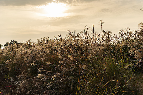 포토 JPG 주간 여행 낙엽 서울 갈대 풍경 사람없음 야외 가을풍경 일몰 가을 억새 국내여행 하늘공원 국내포토 자연요소 식물 계절 공원 잎 한국 노을 파일형식 가을_계절