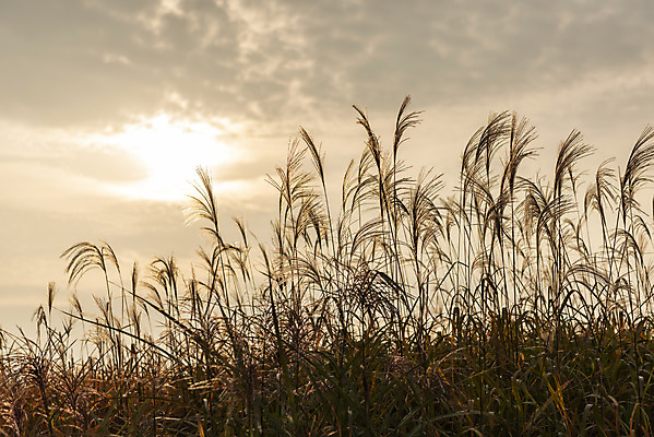 포토 JPG 주간 여행 낙엽 서울 갈대 풍경 사람없음 야외 가을풍경 일몰 가을 억새 국내여행 하늘공원 국내포토 자연요소 식물 계절 공원 잎 한국 노을 파일형식 가을_계절
