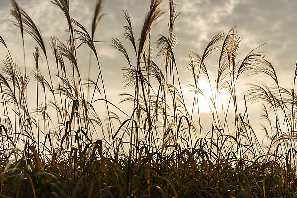 포토 JPG 주간 여행 낙엽 서울 갈대 풍경 사람없음 야외 가을풍경 일몰 가을 억새 국내여행 하늘공원 국내포토 자연요소 식물 계절 공원 잎 한국 노을 파일형식 가을_계절