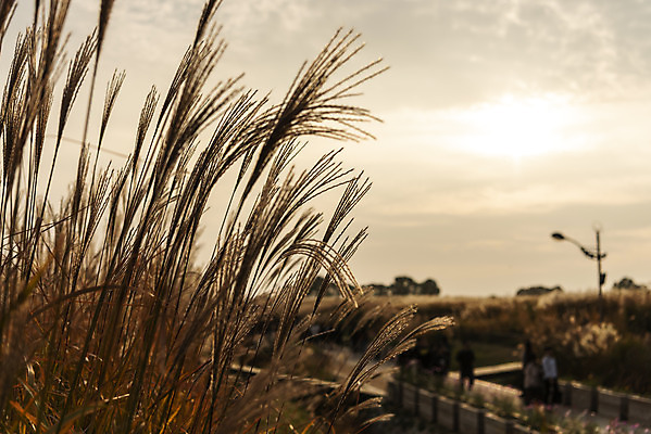 포토 JPG 주간 여행 낙엽 서울 갈대 풍경 사람없음 야외 가을풍경 일몰 가을 억새 국내여행 하늘공원 국내포토 자연요소 식물 계절 공원 잎 한국 노을 파일형식 가을_계절