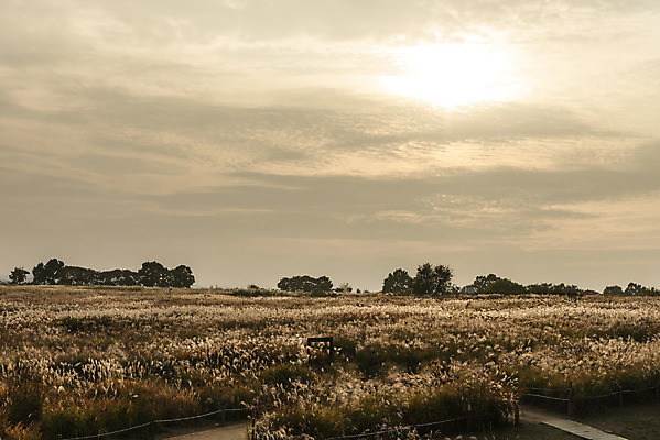 포토 JPG 주간 여행 낙엽 서울 갈대 풍경 사람없음 야외 가을풍경 일몰 가을 억새 국내여행 하늘공원 국내포토 자연요소 식물 계절 공원 잎 한국 노을 파일형식 가을_계절