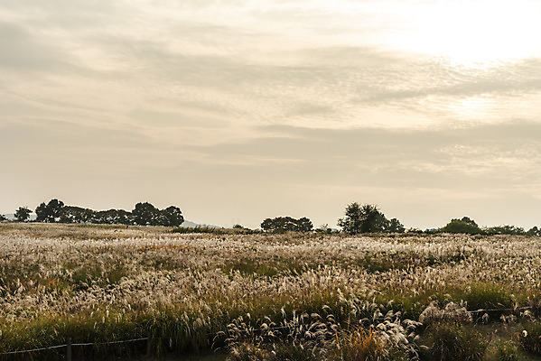 포토 JPG 주간 여행 낙엽 서울 갈대 풍경 사람없음 야외 가을풍경 일몰 가을 억새 국내여행 하늘공원 국내포토 자연요소 식물 계절 공원 잎 한국 노을 파일형식 가을_계절