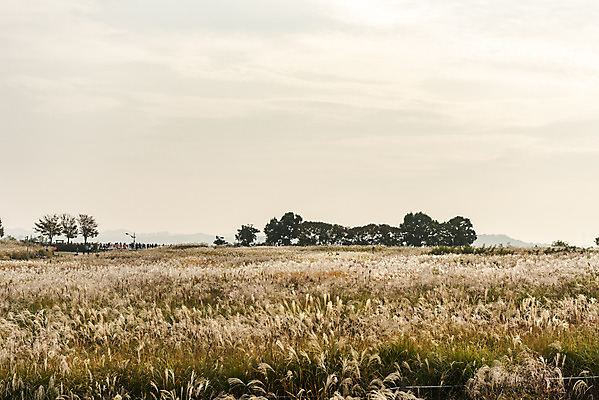 포토 JPG 주간 여행 낙엽 서울 갈대 풍경 사람없음 야외 가을풍경 일몰 가을 억새 국내여행 하늘공원 국내포토 자연요소 식물 계절 공원 잎 한국 노을 파일형식 가을_계절