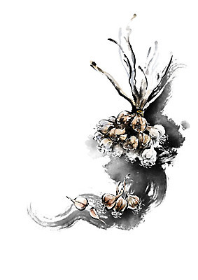 PSD 채소 일러스트 식재료 캘리그라피 붓터치 건조 마늘 사람없음 농작물 갈색 번짐 마늘꾸러미 식자재 신토불이 국내일러스트 컬러 농업 파일형식 효과