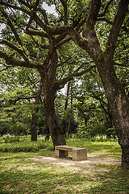 포토 JPG 주간 나무 공원 벤치 의자 자연 휴식 풍경 잔디 사람없음 야외 여름 소나무 힐링 조용 휴식처 국내포토 자연요소 식물 계절 공공시설 가구 컨셉 생태계 파일형식