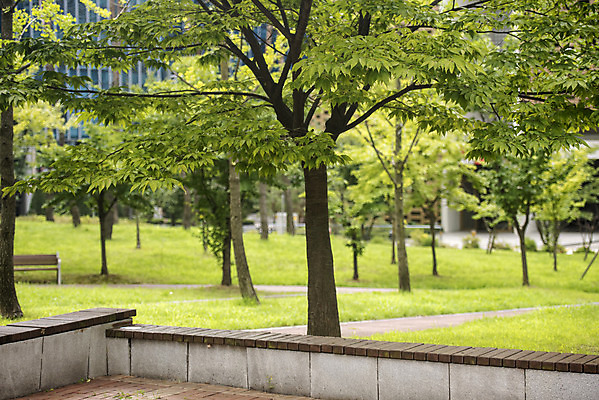 포토 JPG 주간 나무 공원 길 벤치 의자 자연 휴식 풍경 잔디 사람없음 야외 건물 아웃포커스 여름 힐링 조용 휴식처 국내포토 자연요소 식물 건축물 계절 공공시설 가구 컨셉 촬영기법 생태계 파일형식