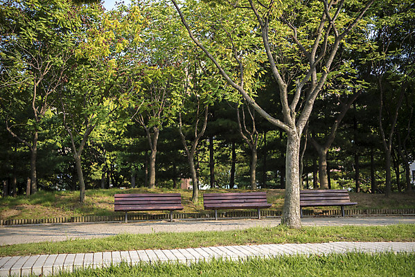 포토 JPG 주간 나무 공원 길 벤치 의자 자연 휴식 풍경 잔디 사람없음 야외 여름 힐링 조용 휴식처 국내포토 자연요소 식물 계절 공공시설 가구 컨셉 생태계 파일형식