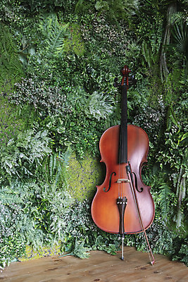 포토 JPG 스튜디오촬영 식물 악기 음악 현악기 문화예술 실내 취미 사람없음 풀 서양악기 음악교육 첼로 음악치료 찰현악기 현울림악기 국내포토 교육 내부 치료 파일형식