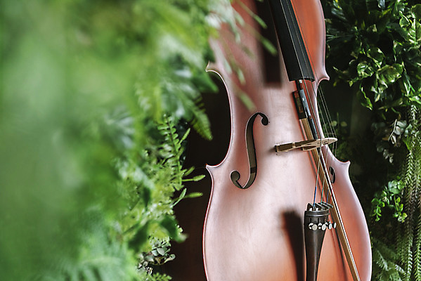 포토 JPG 스튜디오촬영 식물 악기 음악 현악기 문화예술 실내 근접촬영 취미 사람없음 아웃포커스 풀 서양악기 음악교육 첼로 음악치료 찰현악기 현울림악기 국내포토 교육 뷰포인트 촬영기법 내부 치료 파일형식