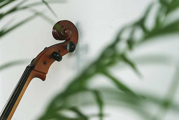 포토 JPG 스튜디오촬영 식물 악기 음악 현악기 문화예술 실내 취미 사람없음 아웃포커스 서양악기 음악교육 첼로 음악치료 찰현악기 현울림악기 첼로헤드 국내포토 교육 촬영기법 내부 치료 파일형식