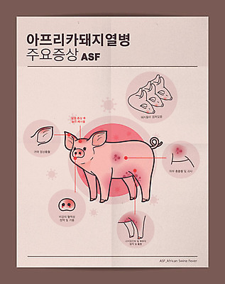 포스터 일러스트 사람없음 인포그래픽 돼지 바이러스 질병 사회이슈 귀 발열 증상 출혈 구제역 아프리카돼지열병 가축전염병 돼지전염병 국내일러스트 AI파일 컨셉 포유류 의학 신체부위 혈액 전염병 파일형식 벡터