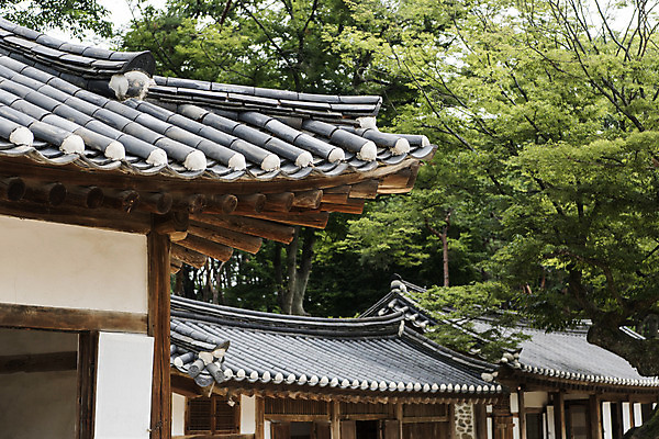 포토 JPG 주간 나무 한국전통 여행 유적지 풍경 사람없음 야외 여름 관광지 세계문화유산 문화재 역사 한국사 조선시대 기와지붕 영녕릉 조선왕릉 효종릉 효종영릉재실 국내포토 여주시 자연요소 식물 전통 계절 고건축 지붕 한국 기와 경기도 여주 왕릉 재실 파일형식 여주_지역