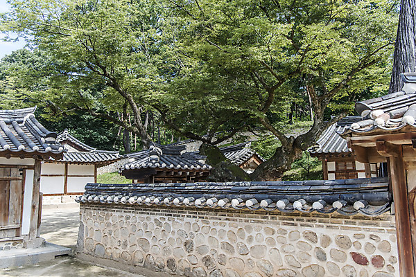 포토 자연요소 나무 전통 계절 여행 고건축 지붕 한국 기와 담장 문화재 역사 경기도 여주 왕릉 재실 파일형식 여주_지역 기와담장 기와지붕 소나무 효종영릉재실 JPG 여름 한국전통 한국사 풍경 조선왕릉 조선시대 유적지 세계문화유산 관광지 사람없음 주간 야외 효종릉 영녕릉 국내포토 여주시