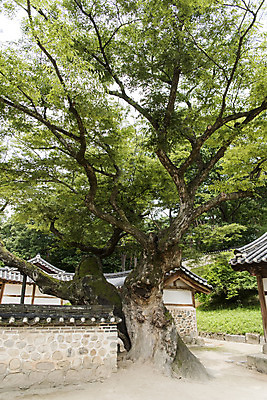 포토 JPG 주간 한국전통 여행 유적지 풍경 사람없음 야외 여름 관광지 세계문화유산 문화재 소나무 역사 한국사 조선시대 영녕릉 조선왕릉 효종릉 효종영릉재실 국내포토 여주시 자연요소 나무 전통 계절 고건축 한국 경기도 여주 왕릉 재실 파일형식 여주_지역