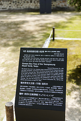 포토 JPG 주간 한국전통 여행 유적지 풍경 사람없음 야외 여름 관광지 세계문화유산 문화재 표지판 역사 한국사 조선시대 영녕릉 조선왕릉 효종릉 효종영릉재실 효종대왕릉회양목 국내포토 여주시 자연요소 전통 계절 고건축 한국 알림판 경기도 천연기념물 여주 왕릉 재실 파일형식 여주_지역