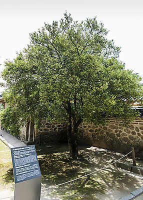 포토 JPG 주간 한국전통 여행 유적지 풍경 사람없음 야외 여름 관광지 세계문화유산 문화재 소나무 표지판 역사 한국사 조선시대 영녕릉 조선왕릉 효종릉 효종영릉재실 회양목 효종대왕릉회양목 국내포토 여주시 자연요소 나무 전통 계절 고건축 한국 알림판 경기도 천연기념물 여주 왕릉 재실 파일형식 여주_지역