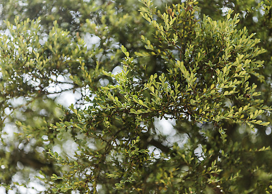 포토 JPG 주간 한국전통 여행 유적지 풍경 사람없음 야외 여름 관광지 세계문화유산 문화재 역사 한국사 조선시대 영녕릉 조선왕릉 효종릉 효종영릉재실 회양목 효종대왕릉회양목 국내포토 여주시 자연요소 나무 전통 계절 고건축 한국 경기도 천연기념물 여주 왕릉 재실 파일형식 여주_지역