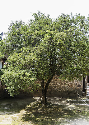 포토 JPG 주간 한국전통 여행 유적지 풍경 사람없음 야외 여름 관광지 세계문화유산 문화재 역사 한국사 조선시대 영녕릉 조선왕릉 효종릉 효종영릉재실 회양목 효종대왕릉회양목 국내포토 여주시 자연요소 나무 전통 계절 고건축 한국 경기도 천연기념물 여주 왕릉 재실 파일형식 여주_지역