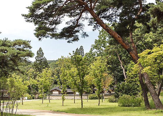 포토 JPG 주간 나무 한국전통 여행 유적지 풍경 사람없음 야외 여름 관광지 세계문화유산 문화재 역사 한국사 조선시대 영녕릉 조선왕릉 효종릉 효종영릉재실 국내포토 여주시 자연요소 식물 전통 계절 고건축 한국 경기도 여주 왕릉 재실 파일형식 여주_지역