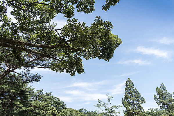 포토 JPG 주간 나무 구름 한국전통 로우앵글 여행 유적지 하늘 풍경 사람없음 야외 여름 관광지 영녕릉 효종릉 국내포토 여주시 자연요소 식물 전통 계절 뷰포인트 고건축 한국 경기도 여주 왕릉 파일형식 여주_지역