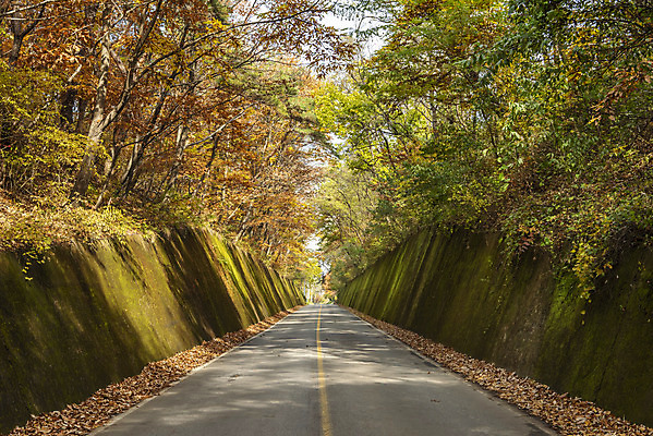 포토 JPG 주간 여행 단풍 낙엽 자연 단풍나무 이끼 풍경 사람없음 야외 가을풍경 가을 가을여행 국내여행 단양 이끼터널 국내포토 자연요소 나무 계절 잎 거리 생태계 충청북도 파일형식 가을_계절
