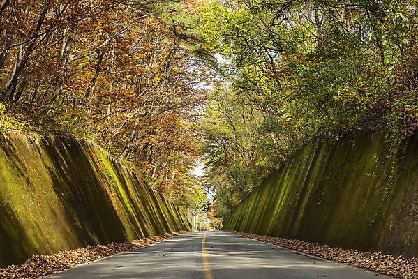 포토 JPG 주간 여행 단풍 낙엽 자연 단풍나무 이끼 풍경 사람없음 야외 가을풍경 가을 가을여행 국내여행 단양 이끼터널 국내포토 자연요소 나무 계절 잎 거리 생태계 충청북도 파일형식 가을_계절