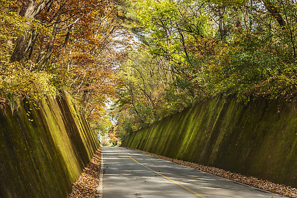 포토 JPG 주간 여행 단풍 낙엽 자연 단풍나무 이끼 풍경 사람없음 야외 가을풍경 가을 가을여행 국내여행 단양 이끼터널 국내포토 자연요소 나무 계절 잎 거리 생태계 충청북도 파일형식 가을_계절