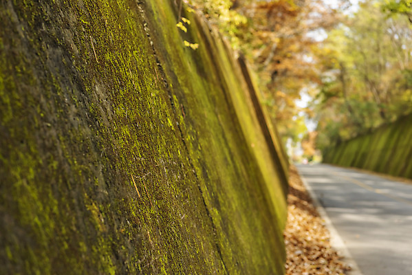 포토 JPG 주간 여행 단풍 낙엽 자연 단풍나무 이끼 풍경 사람없음 야외 가을풍경 가을 가을여행 국내여행 단양 이끼터널 국내포토 자연요소 나무 계절 잎 거리 생태계 충청북도 파일형식 가을_계절