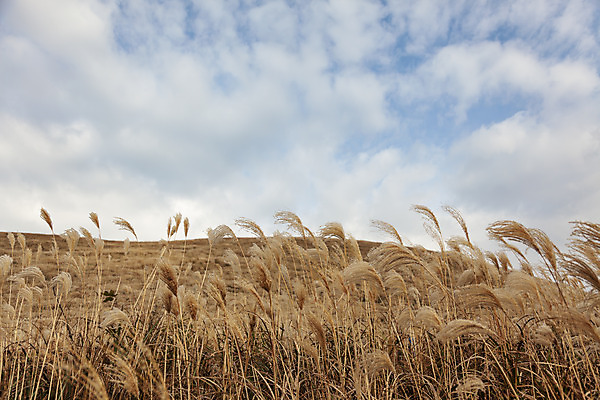 포토 JPG 주간 구름 여행 자연 하늘 갈대 풍경 사람없음 야외 제주도 가을풍경 가을 오름 가을여행 국내여행 새별오름 국내포토 자연요소 식물 계절 한국 생태계 파일형식 가을_계절