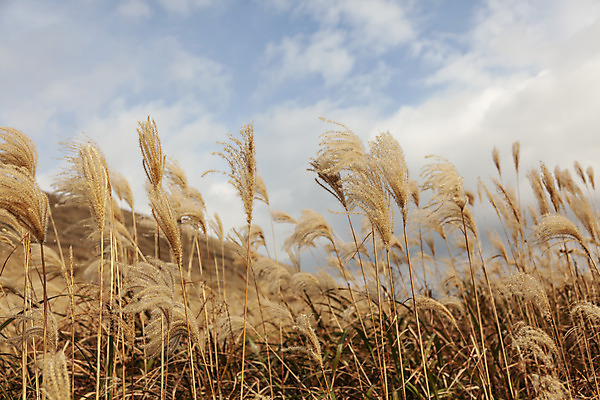 포토 JPG 주간 구름 여행 자연 하늘 갈대 풍경 사람없음 야외 제주도 가을풍경 가을 오름 가을여행 국내여행 새별오름 국내포토 자연요소 식물 계절 한국 생태계 파일형식 가을_계절