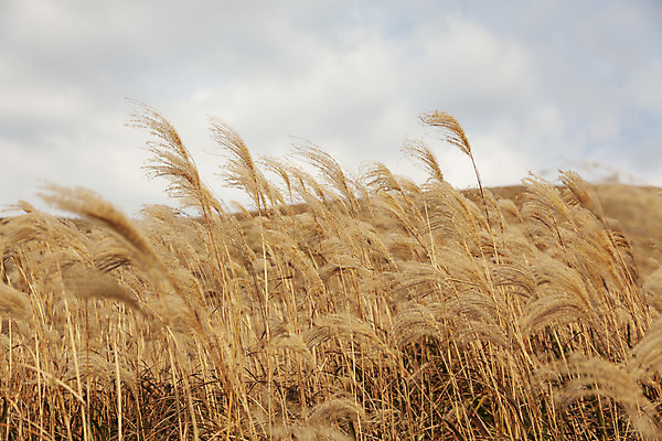 포토 JPG 주간 구름 여행 자연 하늘 갈대 풍경 사람없음 야외 제주도 가을풍경 가을 오름 가을여행 국내여행 새별오름 국내포토 자연요소 식물 계절 한국 생태계 파일형식 가을_계절