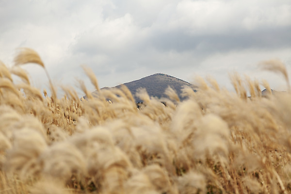 포토 JPG 주간 구름 여행 자연 하늘 갈대 풍경 사람없음 야외 제주도 가을풍경 가을 오름 가을여행 국내여행 새별오름 국내포토 자연요소 식물 계절 한국 생태계 파일형식 가을_계절