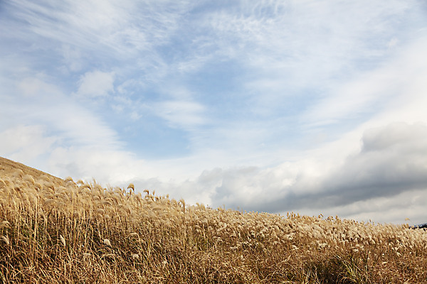 포토 JPG 주간 구름 여행 자연 하늘 갈대 풍경 사람없음 야외 제주도 가을풍경 가을 오름 가을여행 국내여행 새별오름 국내포토 자연요소 식물 계절 한국 생태계 파일형식 가을_계절