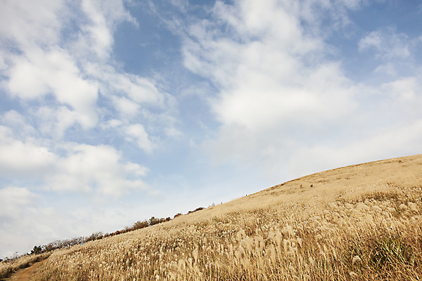 포토 JPG 주간 구름 여행 자연 하늘 갈대 풍경 사람없음 야외 제주도 가을풍경 가을 오름 가을여행 국내여행 새별오름 국내포토 자연요소 식물 계절 한국 생태계 파일형식 가을_계절