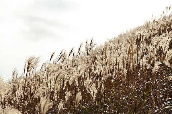 포토 JPG 주간 구름 여행 자연 하늘 갈대 풍경 사람없음 야외 제주도 가을풍경 가을 오름 가을여행 국내여행 새별오름 국내포토 자연요소 식물 계절 한국 생태계 파일형식 가을_계절