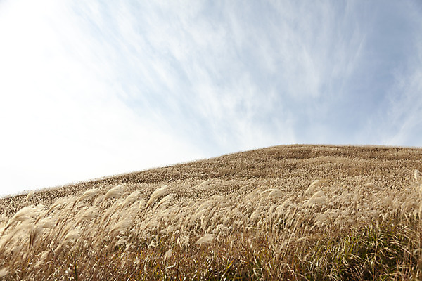 포토 JPG 주간 구름 여행 자연 하늘 갈대 풍경 사람없음 야외 제주도 가을풍경 가을 오름 가을여행 국내여행 새별오름 국내포토 자연요소 식물 계절 한국 생태계 파일형식 가을_계절