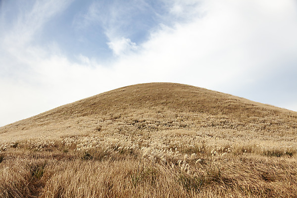 포토 JPG 주간 구름 여행 자연 하늘 갈대 풍경 사람없음 야외 제주도 가을풍경 가을 오름 가을여행 국내여행 새별오름 국내포토 자연요소 식물 계절 한국 생태계 파일형식 가을_계절