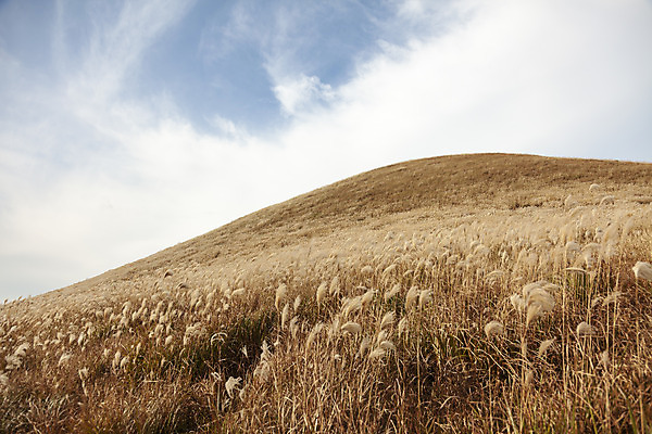 포토 JPG 주간 구름 여행 자연 하늘 갈대 풍경 사람없음 야외 제주도 가을풍경 가을 오름 가을여행 국내여행 새별오름 국내포토 자연요소 식물 계절 한국 생태계 파일형식 가을_계절