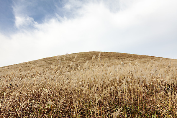 포토 JPG 주간 구름 여행 자연 하늘 갈대 풍경 사람없음 야외 제주도 가을풍경 가을 오름 가을여행 국내여행 새별오름 국내포토 자연요소 식물 계절 한국 생태계 파일형식 가을_계절