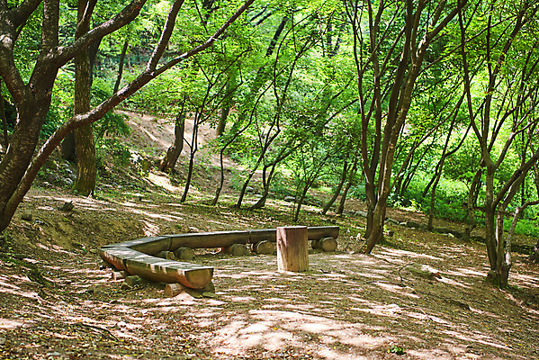 포토 JPG 주간 나무 여유 벤치 휴식 사람없음 야외 힐링 나무의자 조용 휴식처 휴양림 국내포토 자연요소 식물 감정 컨셉 의자 자연 목재 파일형식