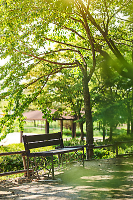 포토 JPG 주간 나무 공원 여유 벤치 휴식 사람없음 야외 아웃포커스 힐링 조용 휴식처 국내포토 자연요소 식물 공공시설 감정 컨셉 의자 촬영기법 파일형식