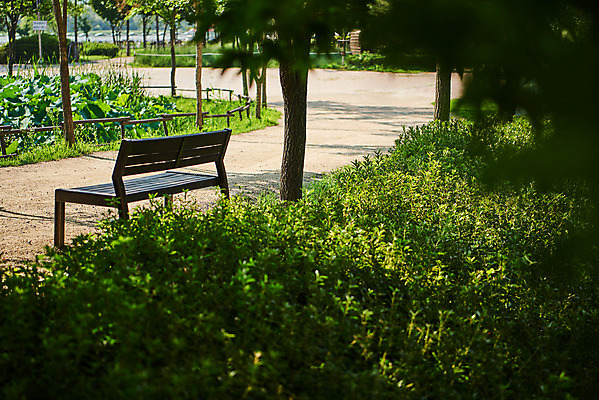 포토 JPG 주간 나무 공원 여유 벤치 휴식 사람없음 야외 풀 힐링 조용 휴식처 국내포토 자연요소 식물 공공시설 감정 컨셉 의자 파일형식