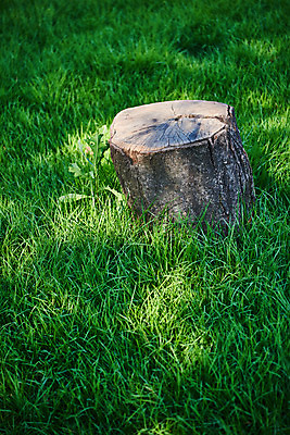 포토 JPG 공원 여유 휴식 잔디 사람없음 힐링 조용 나무밑둥 휴식처 국내포토 나무 식물 공공시설 감정 컨셉 파일형식