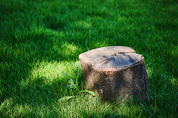 포토 JPG 공원 여유 휴식 잔디 사람없음 힐링 조용 나무밑둥 휴식처 국내포토 나무 식물 공공시설 감정 컨셉 파일형식