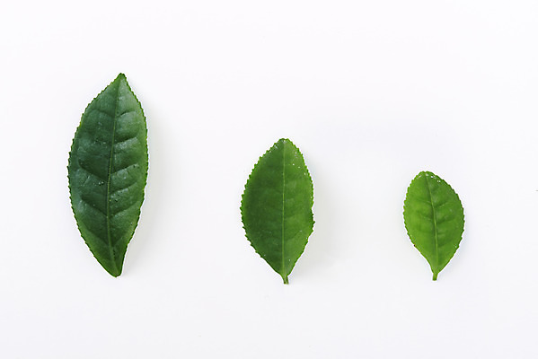 포토 JPG 스튜디오촬영 동양문화 재료 티타임 실내 누끼 사람없음 초록색 하이앵글 세개 차 녹차 오브젝트 흰배경 유기농 녹차잎 말차 플랫레이 디톡스 국내포토 웰빙 문화 음료 뷰포인트 컬러 백그라운드 휴식 건강 3 내부 차_음료 흰색 플랫 찻잎 파일형식